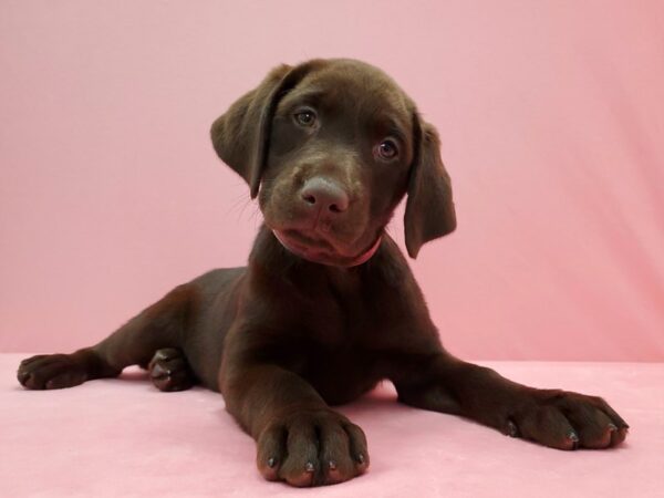 Labrador Retriever-DOG-Female--21509-Petland Scottsdale, Arizona