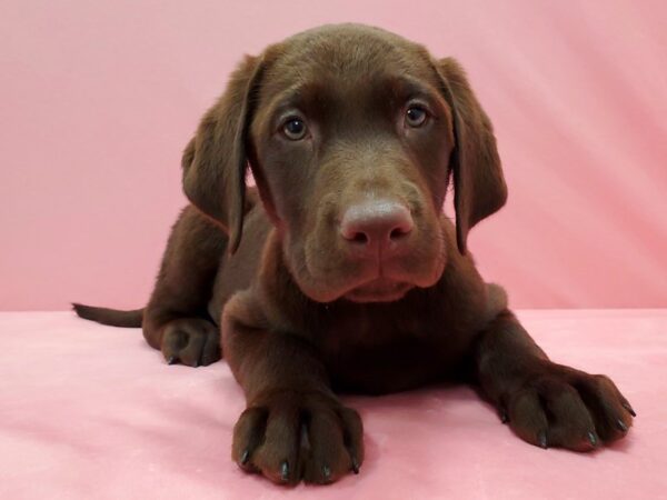 Labrador Retriever-DOG-Male--21510-Petland Scottsdale, Arizona