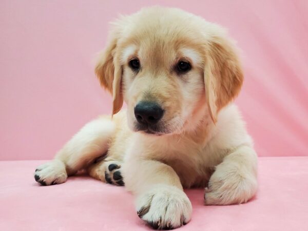 Golden Retriever-DOG-Female-Golden-21508-Petland Scottsdale, Arizona