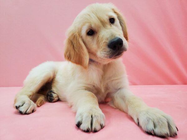 Golden Retriever-DOG-Male-Golden-21506-Petland Scottsdale, Arizona