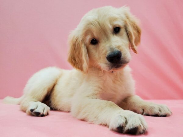 Golden Retriever-DOG-Male-Golden-21507-Petland Scottsdale, Arizona