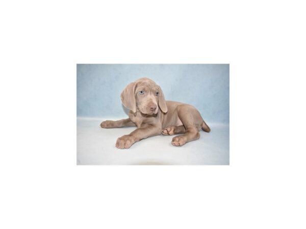 Weimaraner-DOG-Female-Grey-21519-Petland Scottsdale, Arizona
