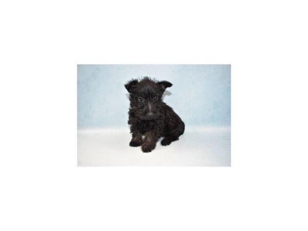 Scottish Terrier-DOG-Male-Black-21520-Petland Scottsdale, Arizona