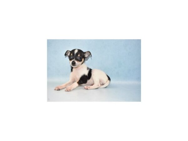 Chihuahua-DOG-Male-Black and Tan-21515-Petland Scottsdale, Arizona