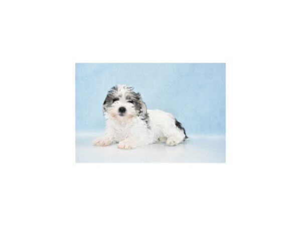 Maltese/Miniature Schnauzer-DOG-Female-Salt and Pepper-21511-Petland Scottsdale, Arizona