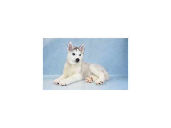 Siberian Husky-DOG-Male-Sable and White-21518-Petland Scottsdale, Arizona