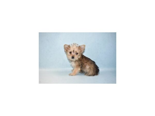 Maltese/Yorkshire Terrier-DOG-Female-Gold-21514-Petland Scottsdale, Arizona