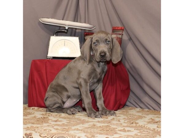 Weimaraner-DOG-Female-Blue-21534-Petland Scottsdale, Arizona