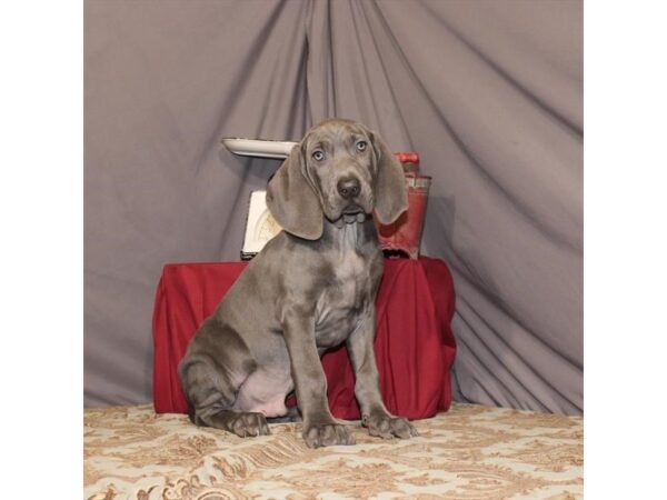 Weimaraner-DOG-Male-Blue-21535-Petland Scottsdale, Arizona