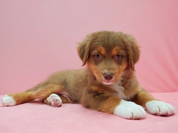Australian Shepherd-DOG-Male-Red-21525-Petland Scottsdale, Arizona