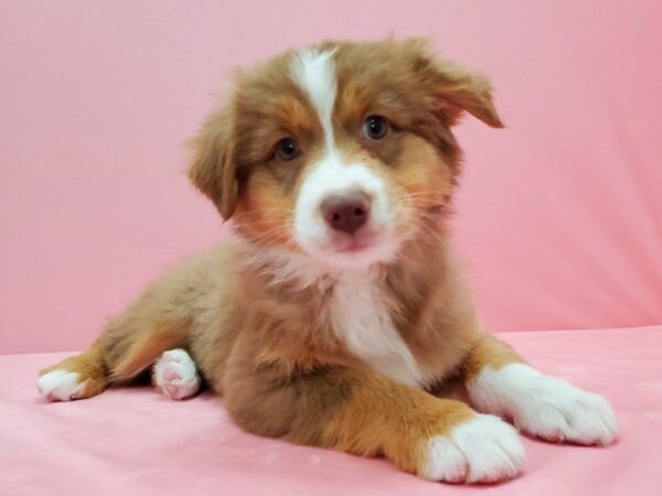Australian Shepherd-DOG-Female-Red-21524-Petland Scottsdale, Arizona