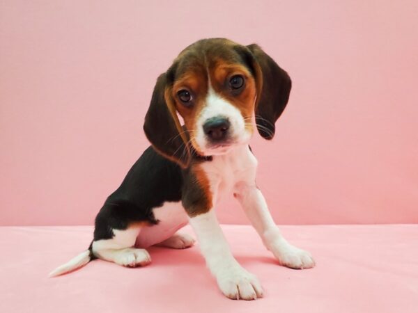 Beagle-DOG-Female-Black Tan and White-21523-Petland Scottsdale, Arizona