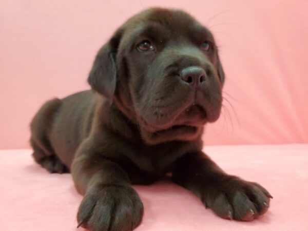 Beagle/Shar Pei-DOG-Female-Black-21512-Petland Scottsdale, Arizona
