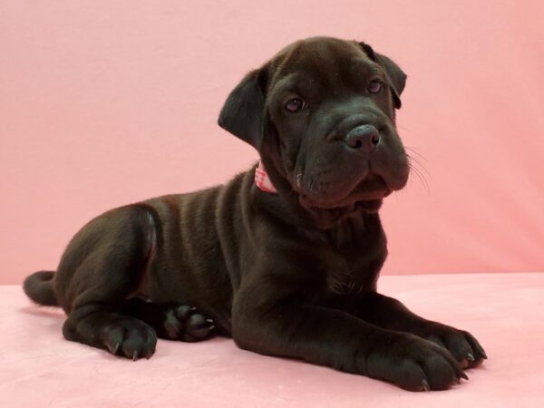 Beagle/Shar Pei-DOG-Female-Black-21513-Petland Scottsdale, Arizona