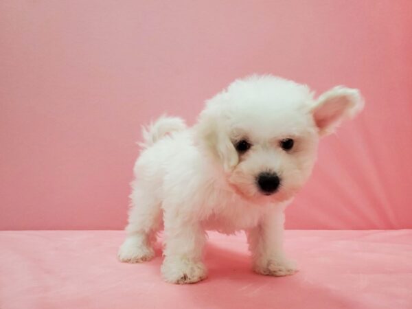 Bichon Frise-DOG-Female-White-21527-Petland Scottsdale, Arizona