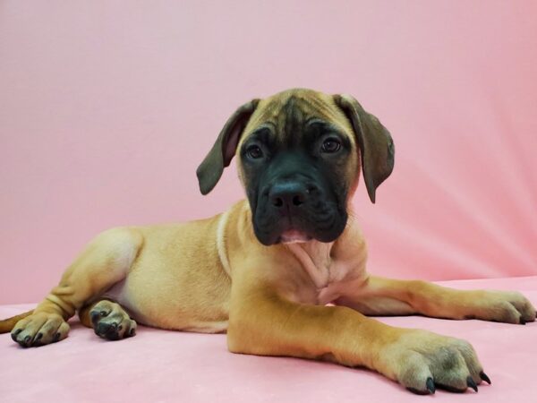 Bullmastiff-DOG-Female-Fawn-21536-Petland Scottsdale, Arizona