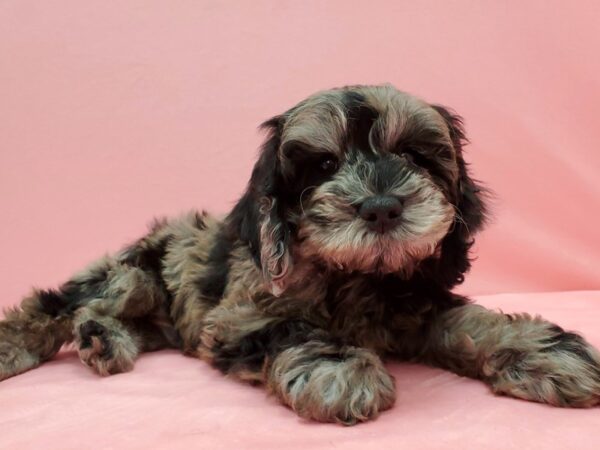 Cocker Spaniel/Poodle-DOG-Male-Blue Merle-21537-Petland Scottsdale, Arizona