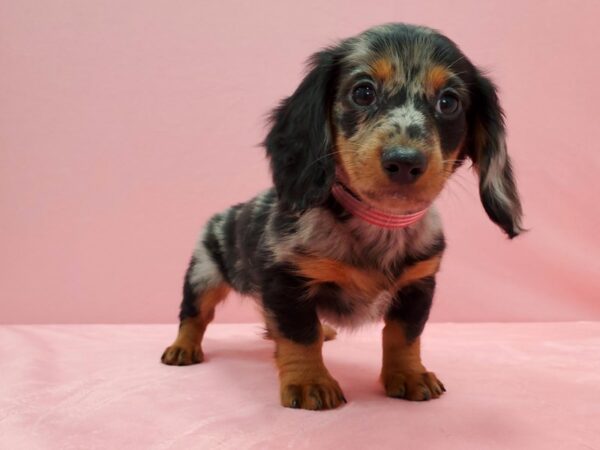 Dachshund-DOG-Female-Black / Tan-21528-Petland Scottsdale, Arizona