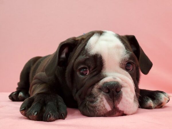 English Bulldog-DOG-Male-Black and White-21517-Petland Scottsdale, Arizona
