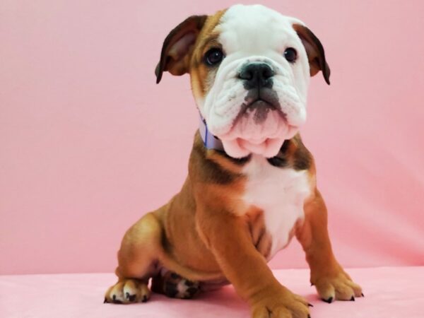 English Bulldog-DOG-Male-Red and White-21516-Petland Scottsdale, Arizona