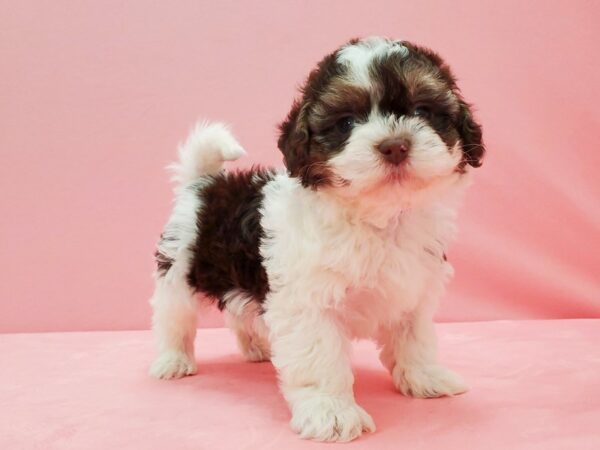 Havanese-DOG-Male-White, Chocolate / Tan-21529-Petland Scottsdale, Arizona
