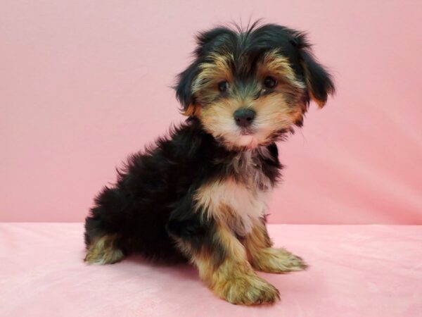 Maltese/Yorkshire Terrier-DOG-Female-Black / Tan-21538-Petland Scottsdale, Arizona