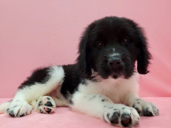 Newfoundland-DOG-Male-Black Landseer-21530-Petland Scottsdale, Arizona