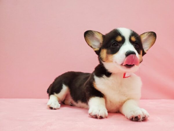Pembroke Welsh Corgi-DOG-Female-Black and Tan-21521-Petland Scottsdale, Arizona