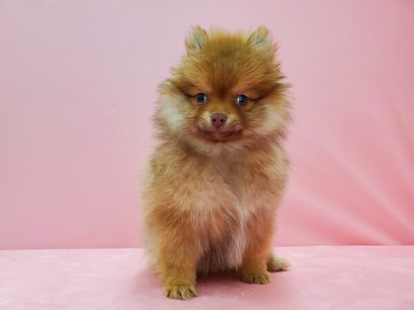 Pomeranian-DOG-Male-Chocolate Gold-21531-Petland Scottsdale, Arizona
