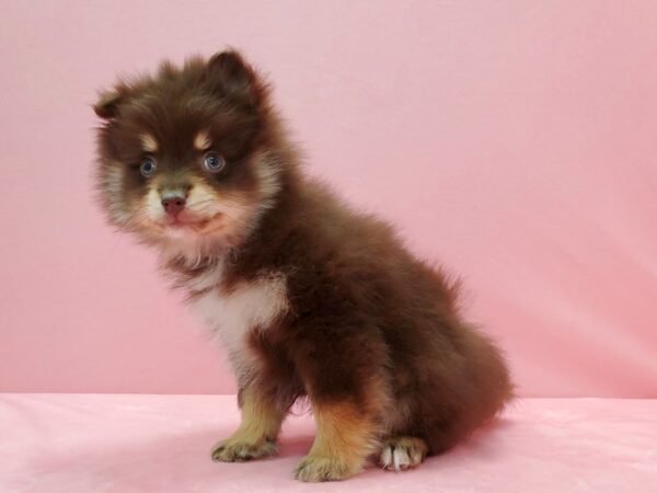 Pomeranian-DOG-Male-Chocolate / Tan-21532-Petland Scottsdale, Arizona