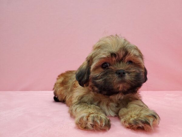 Shih Tzu-DOG-Male-Red Gold-21533-Petland Scottsdale, Arizona