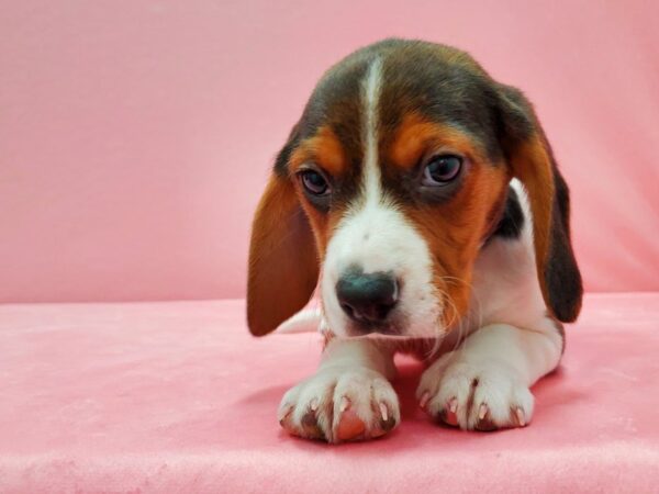 Beagle-DOG-Male-Black Tan and White-21522-Petland Scottsdale, Arizona