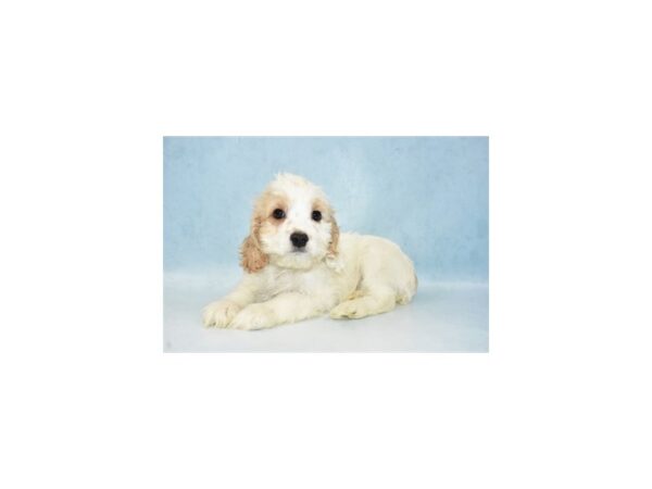 Cocker Spaniel/Poodle-DOG-Male-White and Apricot-21551-Petland Scottsdale, Arizona