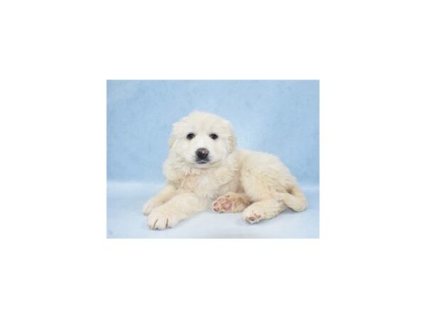 Great Pyrenees-DOG-Female-White-21542-Petland Scottsdale, Arizona