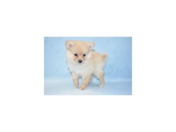 Pomeranian-DOG-Female-Cream-21544-Petland Scottsdale, Arizona