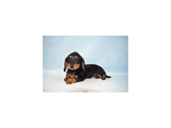Dachshund-DOG-Female-Black and Tan-21540-Petland Scottsdale, Arizona