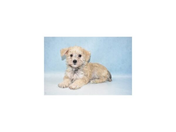Maltese/Miniature Schnauzer-DOG-Female-Gold-21550-Petland Scottsdale, Arizona
