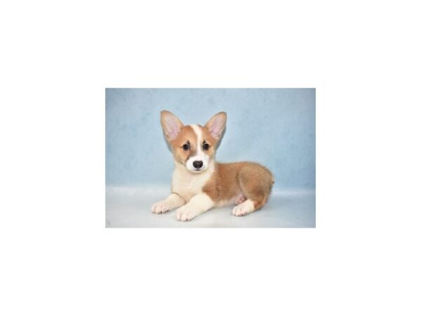 Pembroke Welsh Corgi-DOG-Female-Sable-21543-Petland Scottsdale, Arizona