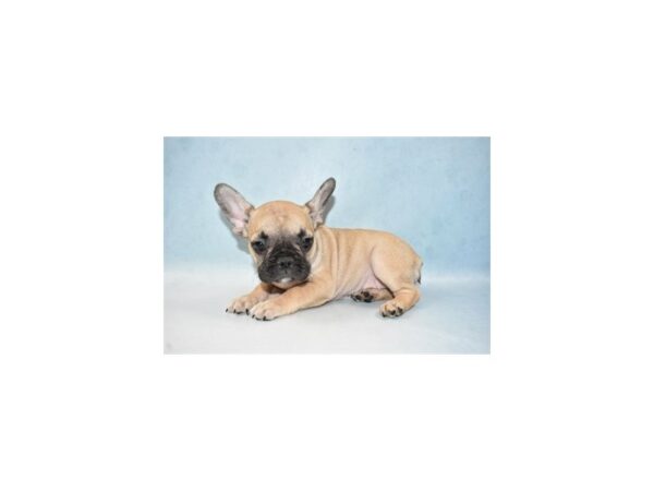 French Bulldog-DOG-Female-Fawn-21541-Petland Scottsdale, Arizona