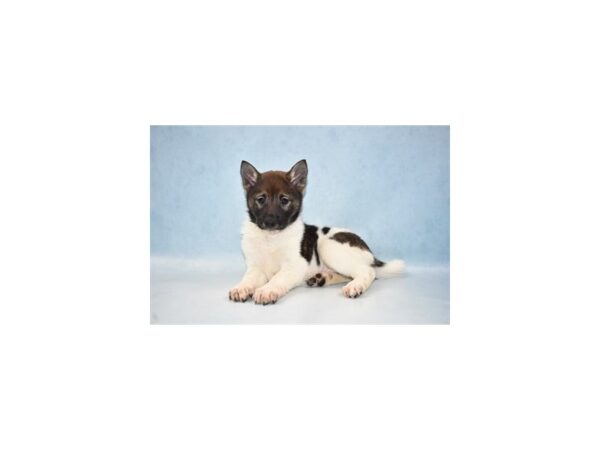 Shiba Inu-DOG-Female-Red and White-21546-Petland Scottsdale, Arizona
