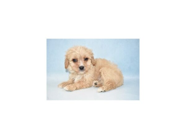 Bichon Frise/Cavalier King Charles Spaniel-DOG-Male-Cream-21548-Petland Scottsdale, Arizona
