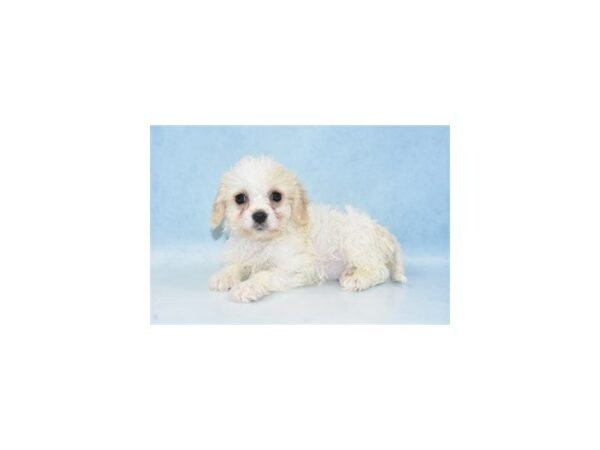 Bichon Frise/Cavalier King Charles Spaniel-DOG-Female-Cream-21549-Petland Scottsdale, Arizona