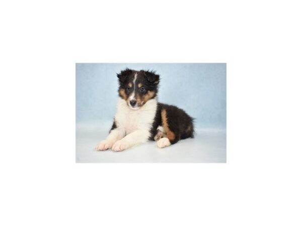 Shetland Sheepdog-DOG-Male-Black White and Tan-21545-Petland Scottsdale, Arizona