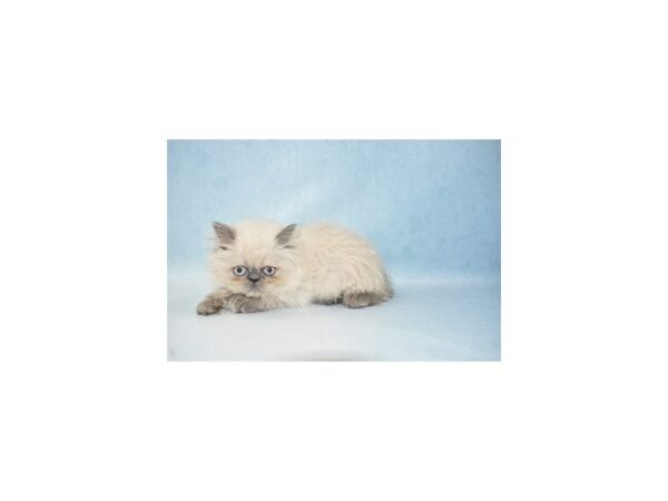 Persian-CAT-Female-Blue-21547-Petland Scottsdale, Arizona