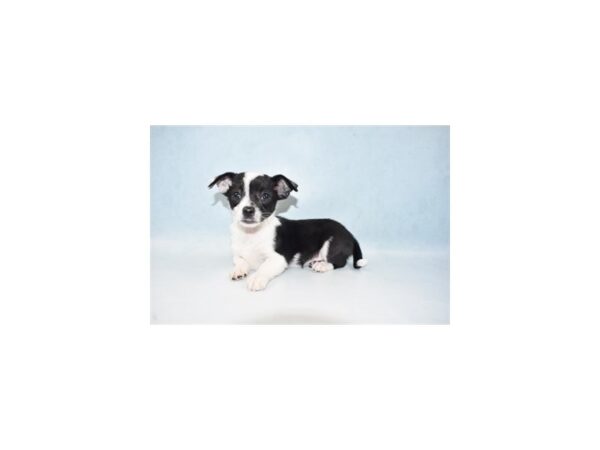 Chihuahua-DOG-Male-Black and White-21539-Petland Scottsdale, Arizona