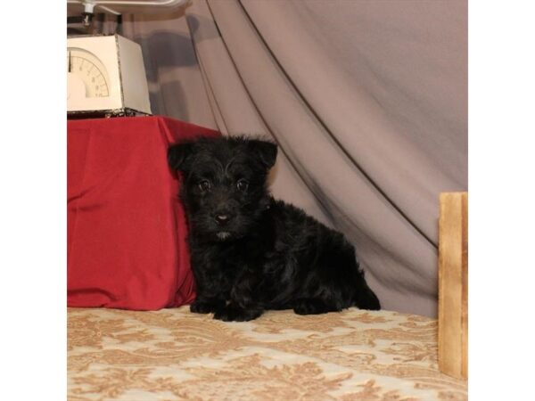 Scottish Terrier-DOG-Female-Black-21561-Petland Scottsdale, Arizona