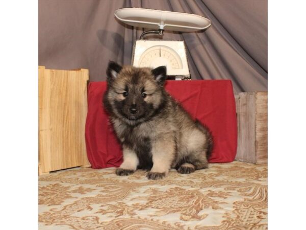 Keeshond-DOG-Female-Black / Silver-21556-Petland Scottsdale, Arizona