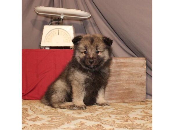 Keeshond-DOG-Male-Black / Silver-21557-Petland Scottsdale, Arizona