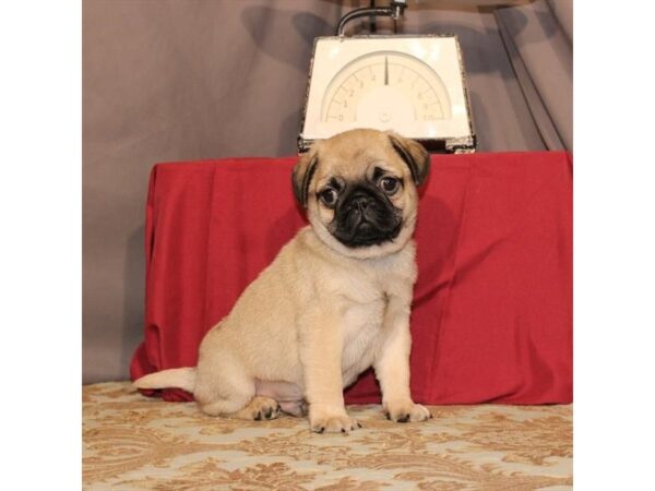 Pug-DOG-Male-Fawn-21560-Petland Scottsdale, Arizona