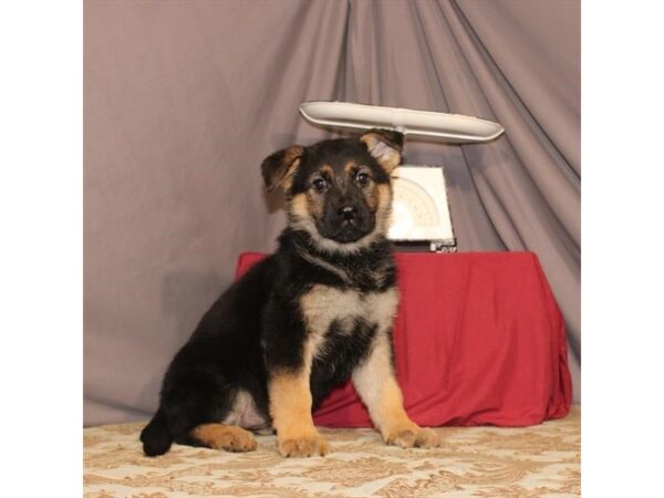German Shepherd Dog-DOG-Female-Black / Tan-21563-Petland Scottsdale, Arizona